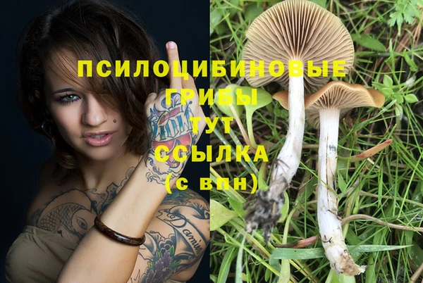ГАЛЛЮЦИНОГЕННЫЕ ГРИБЫ Кодинск